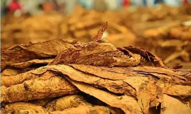 津巴布韋煙葉為什么好，黃金煙葉成為國(guó)寶