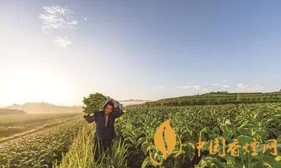 全國烤煙煙葉香型風(fēng)格區(qū)劃研究項目具有里程碑意義