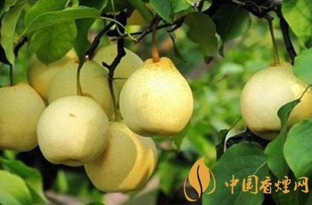 對(duì)于戒煙有效果的三種食物第一種我們經(jīng)常吃！